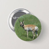 A3 Pronghorn Antelope Ronde Button 5,7 Cm (Voorkant /achterkant)