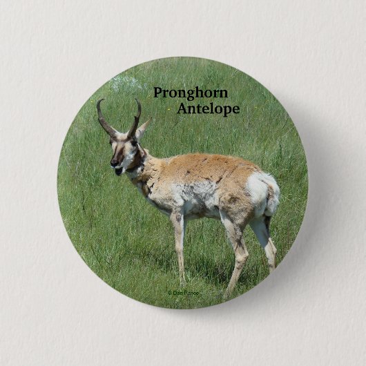 A3 Pronghorn Antelope Ronde Button 5,7 Cm (Voorkant)