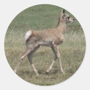 A42 Baby Gaffelbok Antilope Ronde Sticker