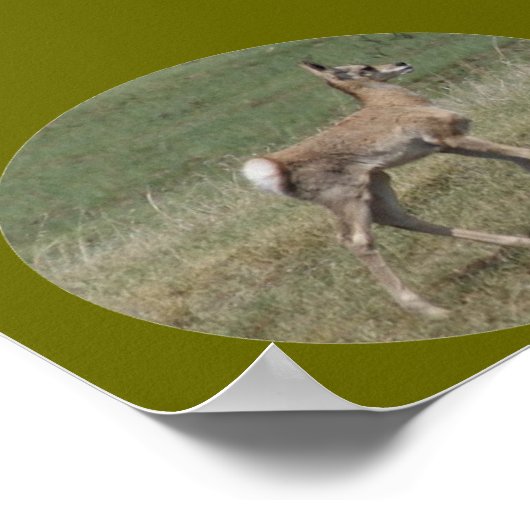 A42 Baby Pronghorn Antelope Poster (Hoek)