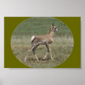 A42 Baby Pronghorn Antelope Poster (Voorkant)