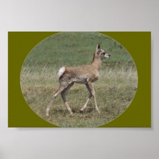 A42 Baby Pronghorn Antelope Poster (Voorkant)