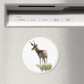 A43 Gaffelbok-antilope mannetje Magneet (Insitu (Vaatwasser))