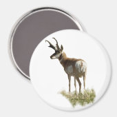 A43 Gaffelbok-antilope mannetje Magneet (Voorkant / Achterkant)