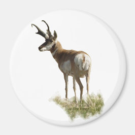 A43 Gaffelbok-antilope mannetje Magneet