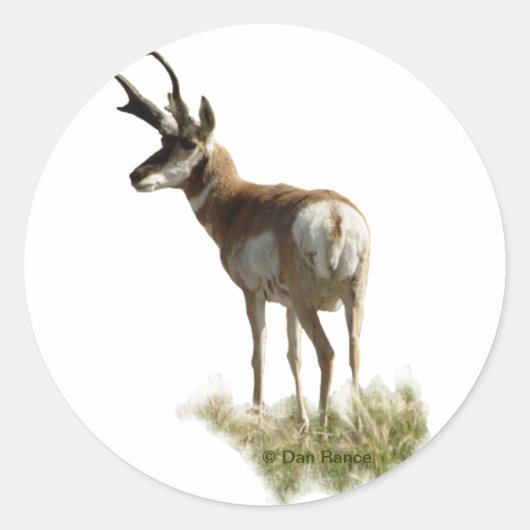 A43 Gaffelbok Ram Ronde Sticker (Voorkant)
