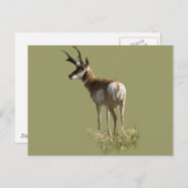 A43 Pronghorn Antelope Buck Briefkaart (Voorkant / Achterkant)