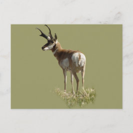A43 Pronghorn Antelope Buck Briefkaart