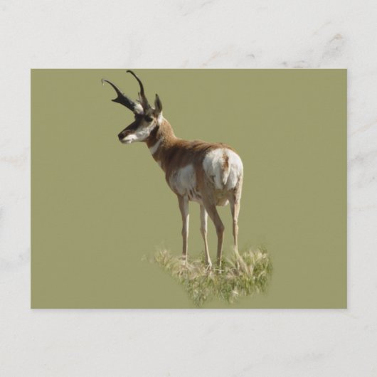 A43 Pronghorn Antelope Buck Briefkaart (Voorkant)