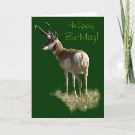 A43 Pronghorn Antelope Buck Kaart (Voorkant)