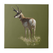 A43 Pronghorn Antelope Buck Tegeltje (Voorkant)