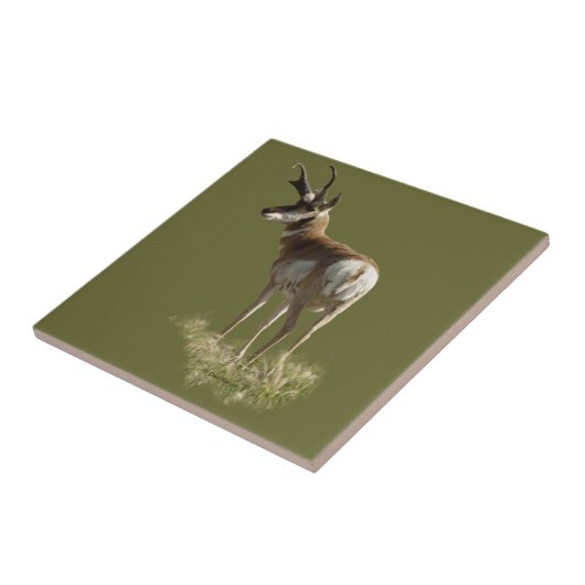 A43 Pronghorn Antelope Buck Tegeltje (Zijkant)