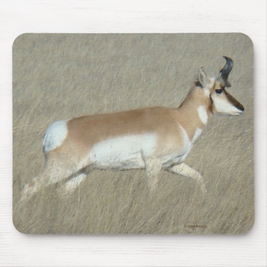 A44 Gaffelantilope Jong Mannetje Muismat (Voorkant)