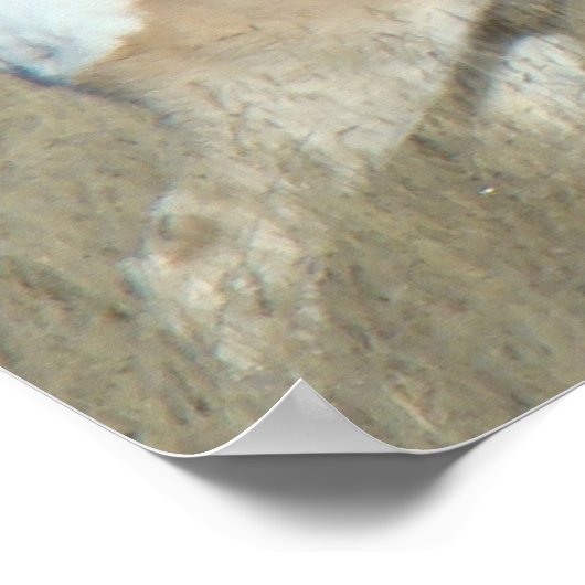 A44 Pronghorn Antelope Buck Poster (Hoek)