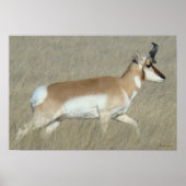 A44 Pronghorn Antelope Buck Poster (Voorkant)