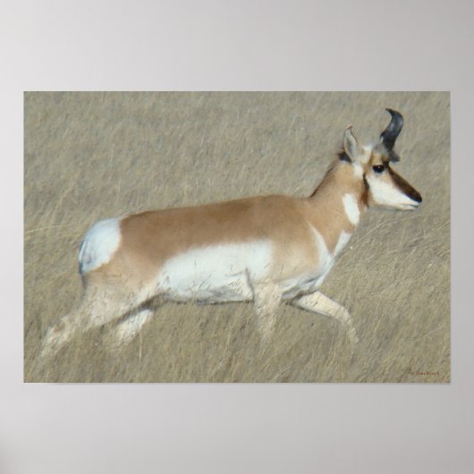 A44 Pronghorn Antelope Buck Poster (Voorkant)