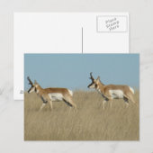 A45 Gaffelbokkenherten Briefkaart (Voorkant / Achterkant)