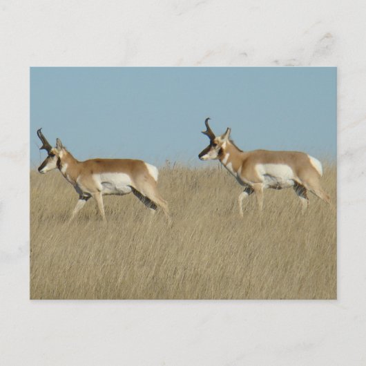 A45 Gaffelbokkenherten Briefkaart (Voorkant)
