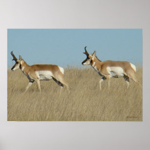 A45 Gaffelbokrammen Poster
