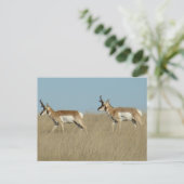 A45 Pronghorn Antelope Bucks Briefkaart (Staand voorkant)