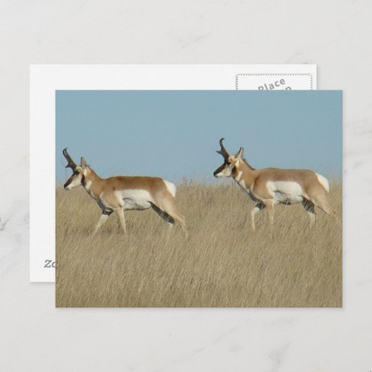 A45 Pronghorn Antelope Bucks Briefkaart (Voorkant / Achterkant)