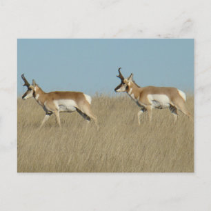 A45 Pronghorn Antelope Bucks Briefkaart
