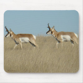 A45 Pronghorn Antelope Bucks Muismat