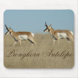A45 Pronghorn Antelope Young Bucks Muismat