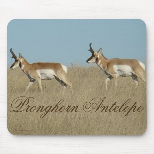A45 Pronghorn Antelope Young Bucks Muismat (Voorkant)