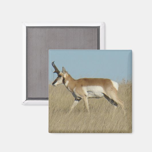 A45a Pronghorn Antelope Buck Magneet (Voorkant / Achterkant)