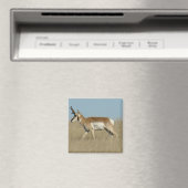 A45a Pronghorn Antelope Buck Magneet (Insitu (Vaatwasser))