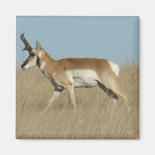 A45a Pronghorn Antelope Buck Magneet (Voorkant)