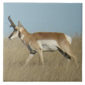A45a Pronghorn Antelope Buck Tegeltje (Voorkant)