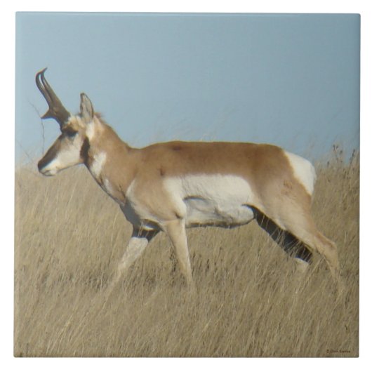 A45a Pronghorn Antelope Buck Tegeltje (Voorkant)