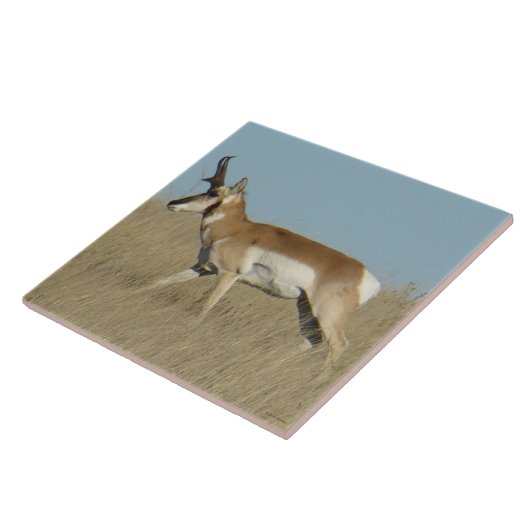 A45a Pronghorn Antelope Buck Tegeltje (Zijkant)