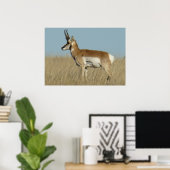 A46 Gaffelantilope Poster (Thuiskantoor)