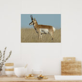 A46 Gaffelantilope Poster (Keuken)