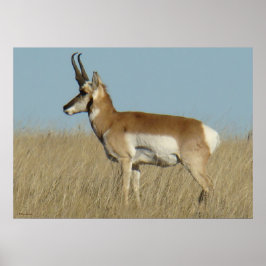A46 Gaffelantilope Poster