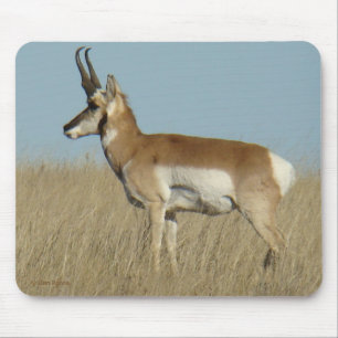A46 Gaffelbok Antilope Muismat
