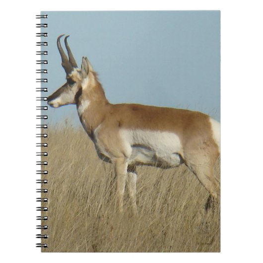 A46 Gaffelbok Antilope Notitieboek (Voorkant)