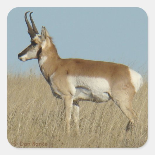 A46 Gaffelbok Antilope Vierkante Sticker (Voorkant)