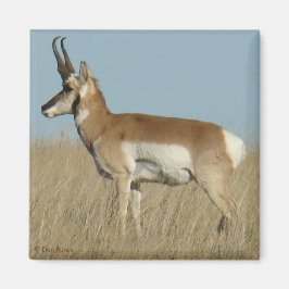 A46 Pronghorn Antelope Magneet