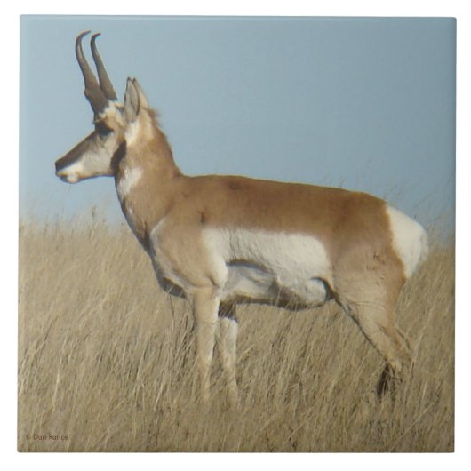 A46 Pronghorn Antelope Tegeltje (Voorkant)