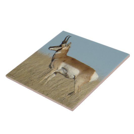 A46 Pronghorn Antelope Tegeltje (Zijkant)
