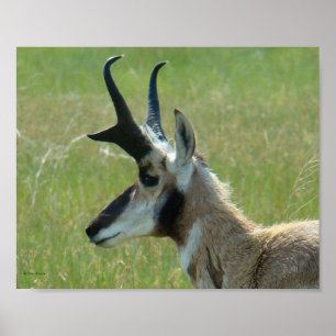 A47 Gaffelantilope Groot Bokhoofd Profiel Poster