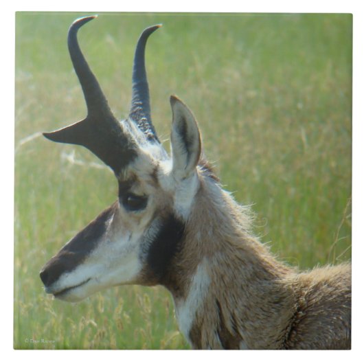 A47 Gaffelbok Grote Bok Kopprofiel Tegeltje (Voorkant)