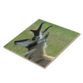 A47 Gaffelbok Grote Bok Kopprofiel Tegeltje (Zijkant)