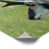 A47 Pronghorn Antelope Big Buck Head Profiel Poster (Hoek)