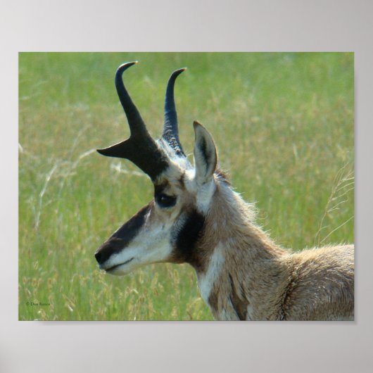 A47 Pronghorn Antelope Big Buck Head Profiel Poster (Voorkant)