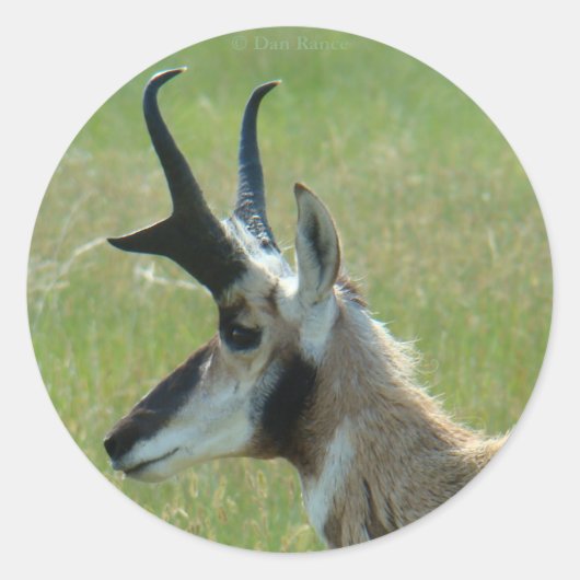 A47 Pronghorn Antelope Big Buck Head Profiel Ronde Sticker (Voorkant)